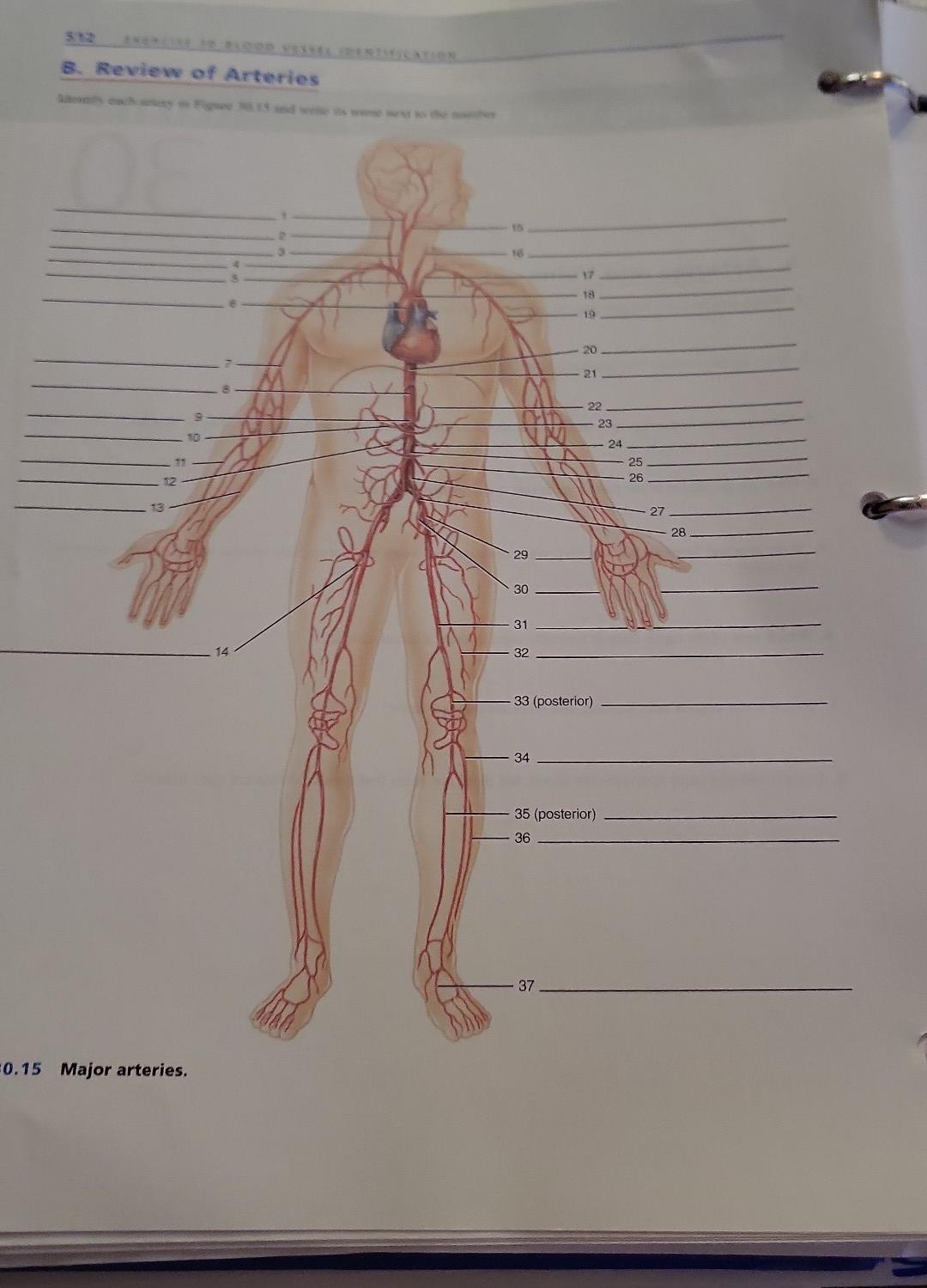 8. Review of Arteries \( 0.15 \) Major arteries.