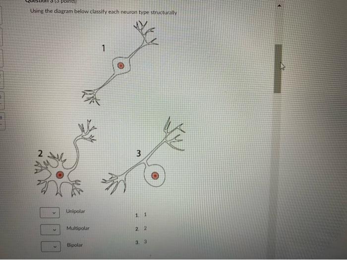 Solved Question 1 2 Points A Fever Is An Increase In Body Chegg