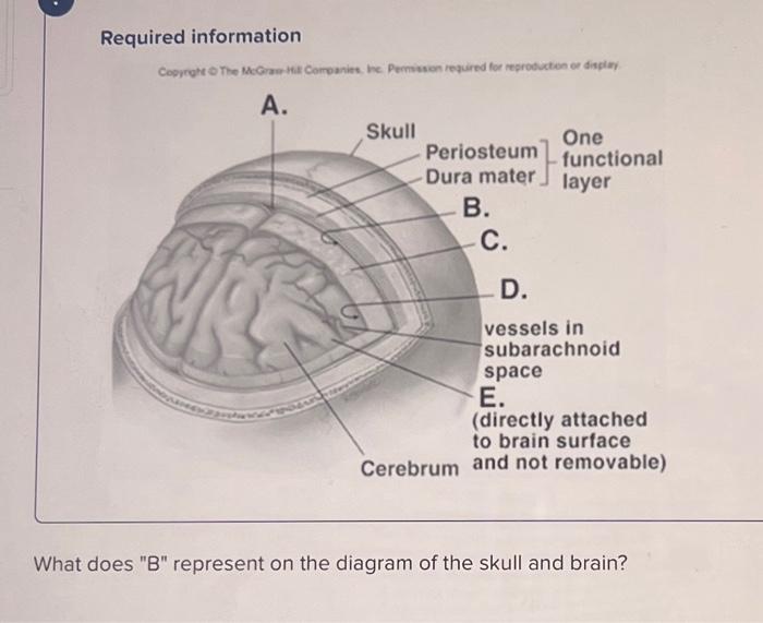 Solved What does "B" represent on the diagram of the skull | Chegg.com
