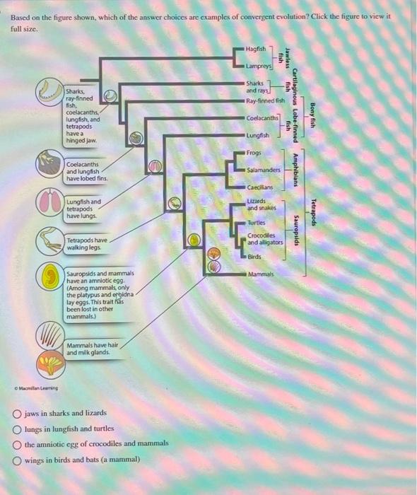 Solved Based on the figure shown, which of the answer | Chegg.com