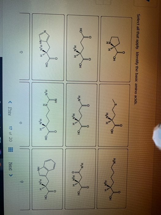 Solved Select all that apply. Identify the basic amino | Chegg.com