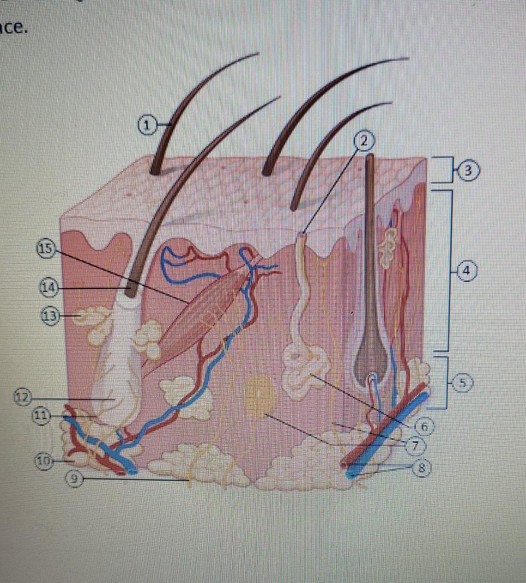 Solved ICe. [ Choose] adipose tissue shaft of hair | Chegg.com