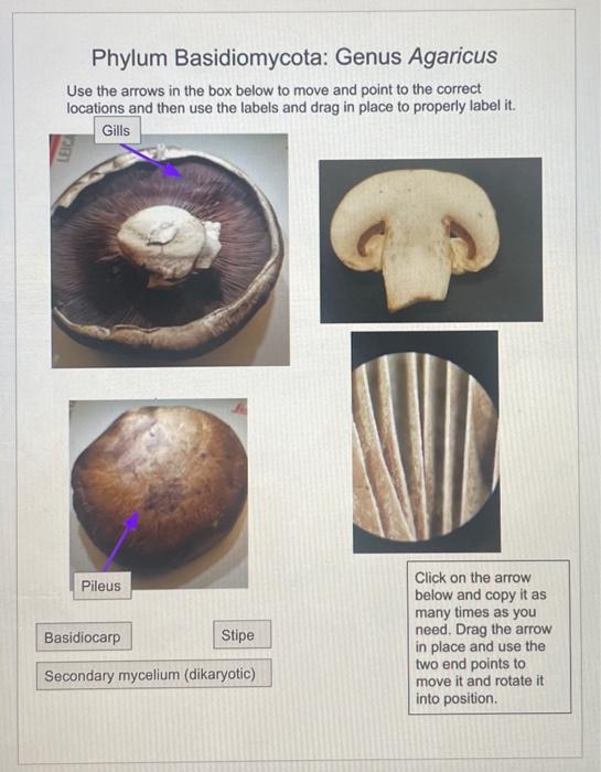 Solved Phylum Basidiomycota Genus Agaricus Use the arrows