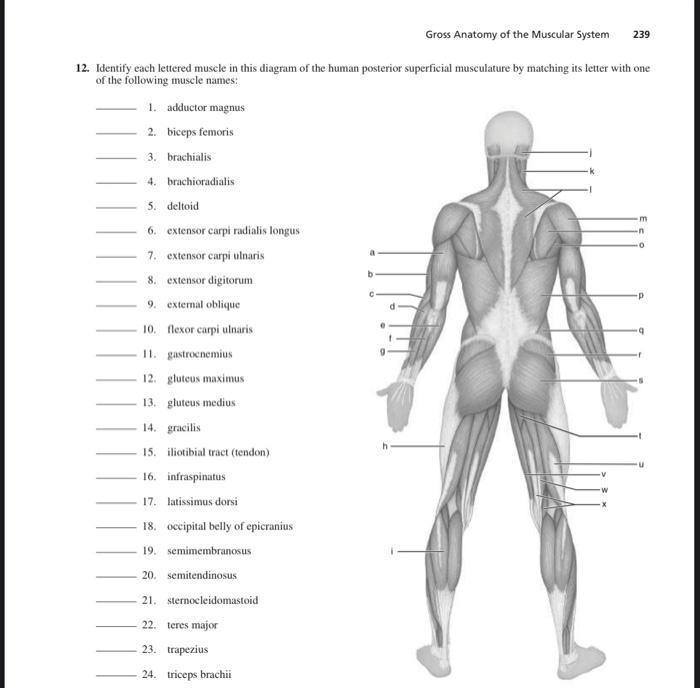 Posterior Scapula Muscles - Gross Anatomy Flashcards