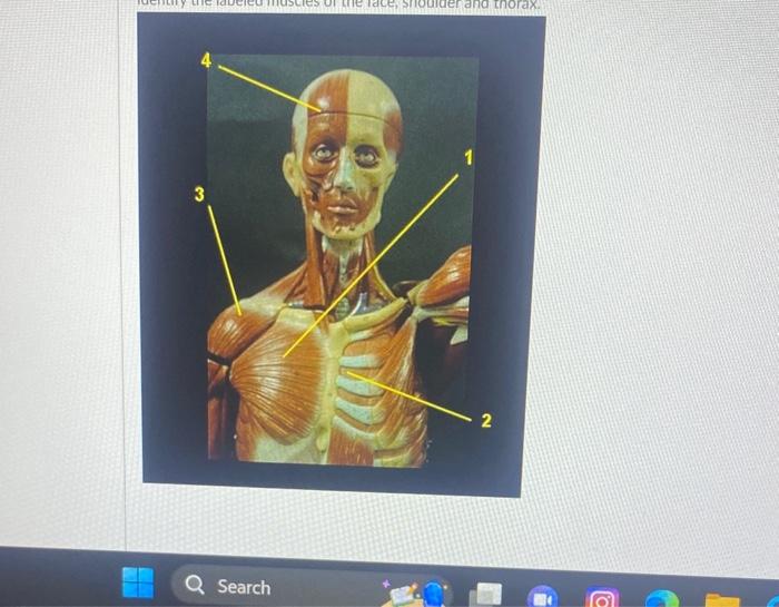 Solved Identify the muscles of the posterior | Chegg.com