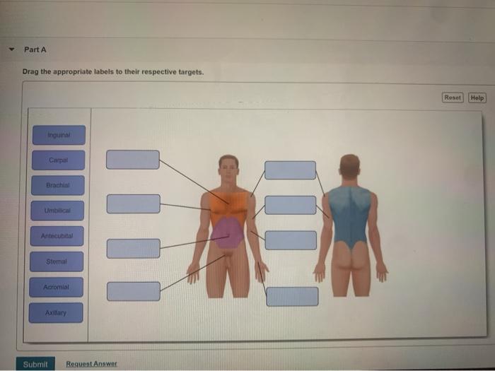 Solved Part A Drag The Appropriate Labels To Their | Chegg.com