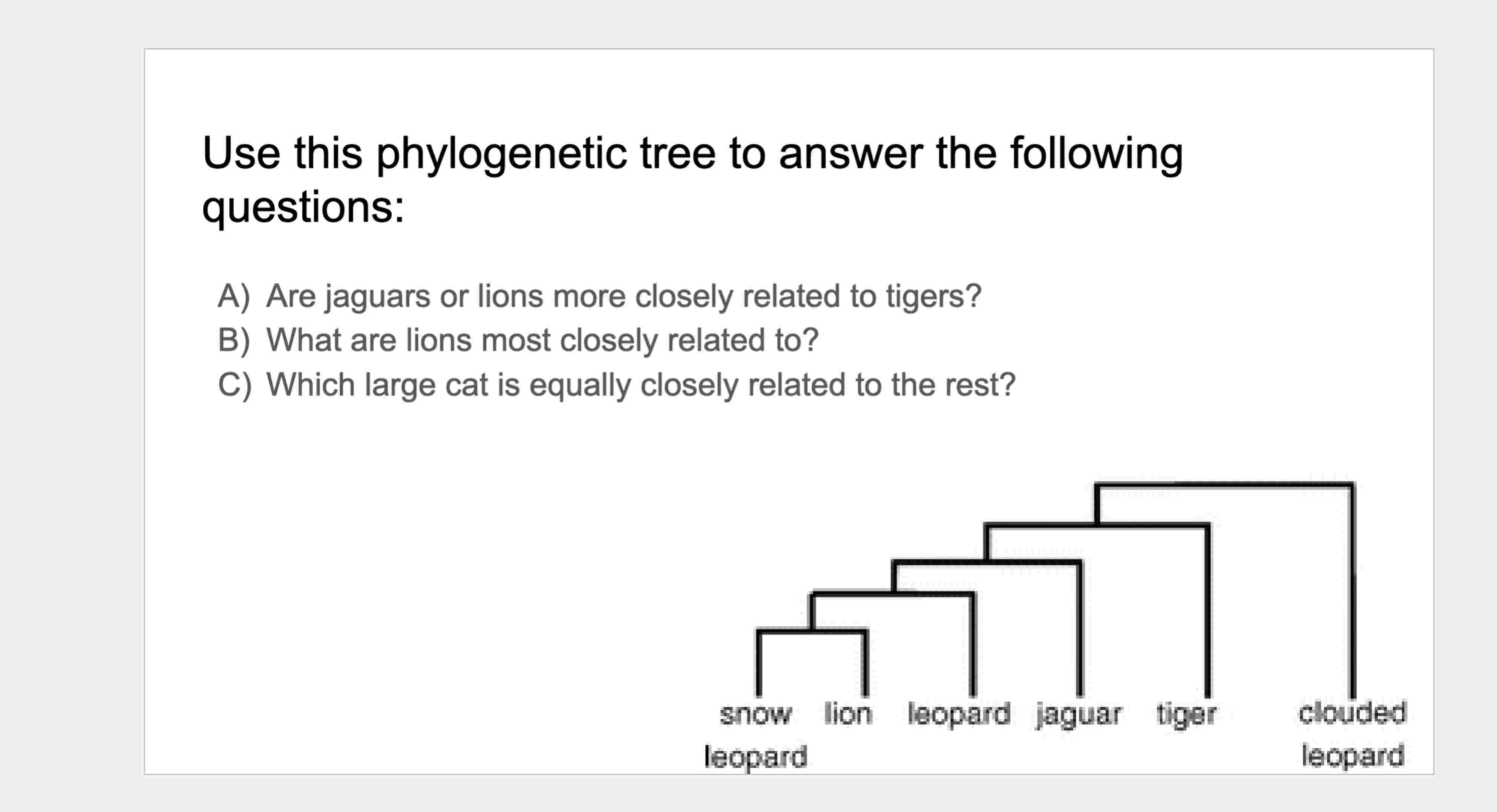 Solved Use this phylogenetic tree to answer the following | Chegg.com
