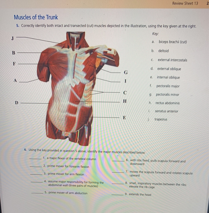 Solved Review Sheet 132 Muscles of the Trunk 5. Correctly | Chegg.com