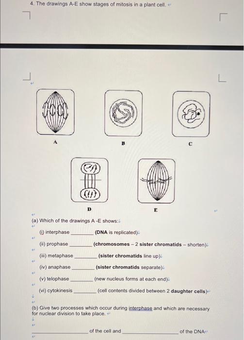 4 steps of mitosis