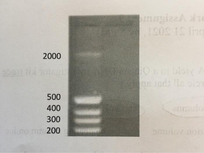 3) Calculate the Tm of the following PCR primer. Show