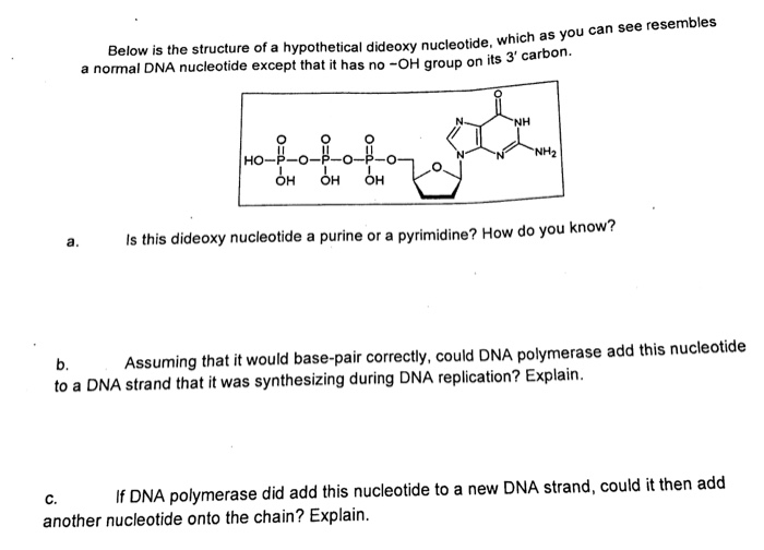 Solved Below is the structure of a hypothetical dideoxy | Chegg.com