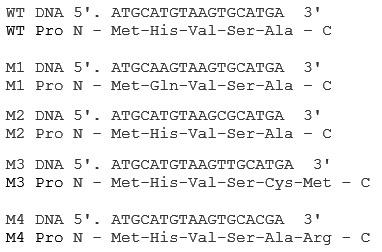 Solved Mutations may be characterized by the change at the | Chegg.com