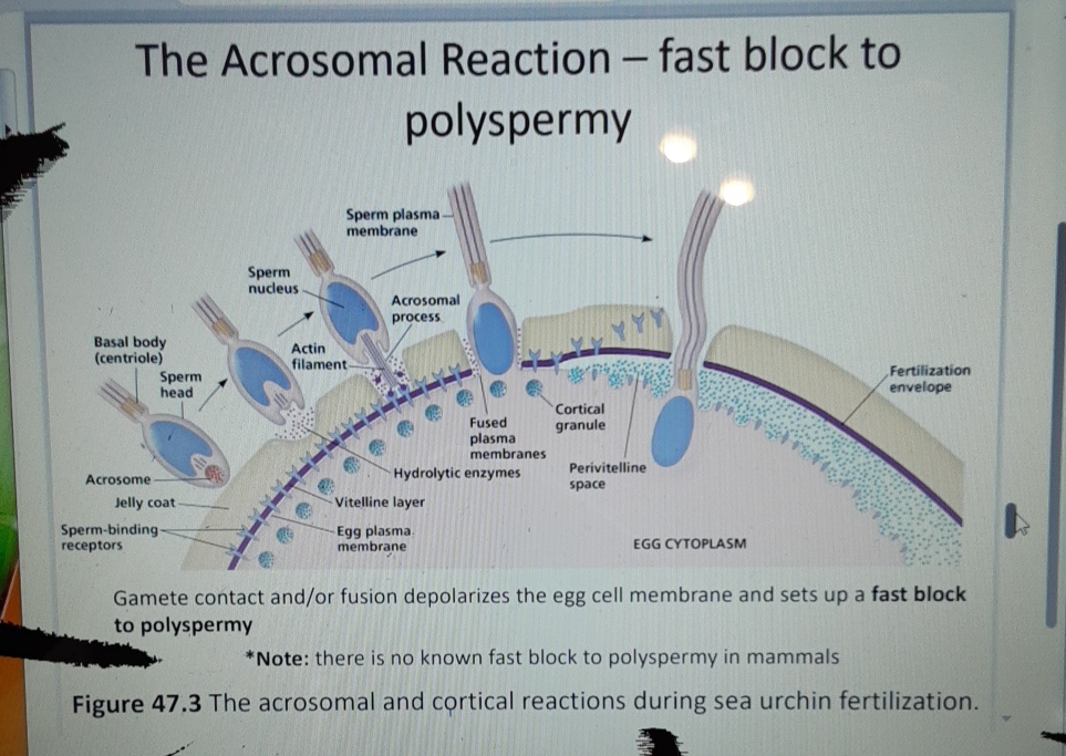 Solved The Acrosomal Reaction ﻿fast Block To