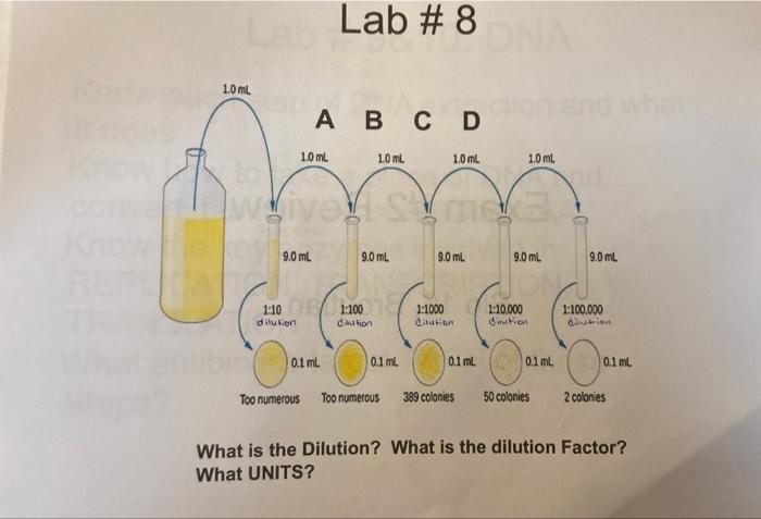 Solved Lab \# 8 What is the Dilution? What is the dilution | Chegg.com