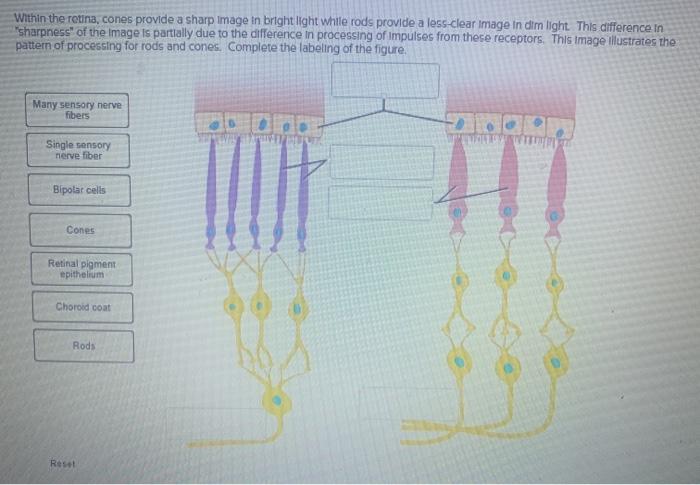 Solved Within the retina, cones provide a sharp Image in | Chegg.com