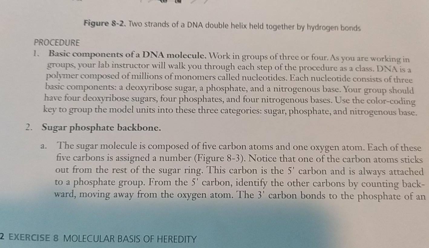 Solved Figure 8-2. Two strands of a DNA double helix held | Chegg.com