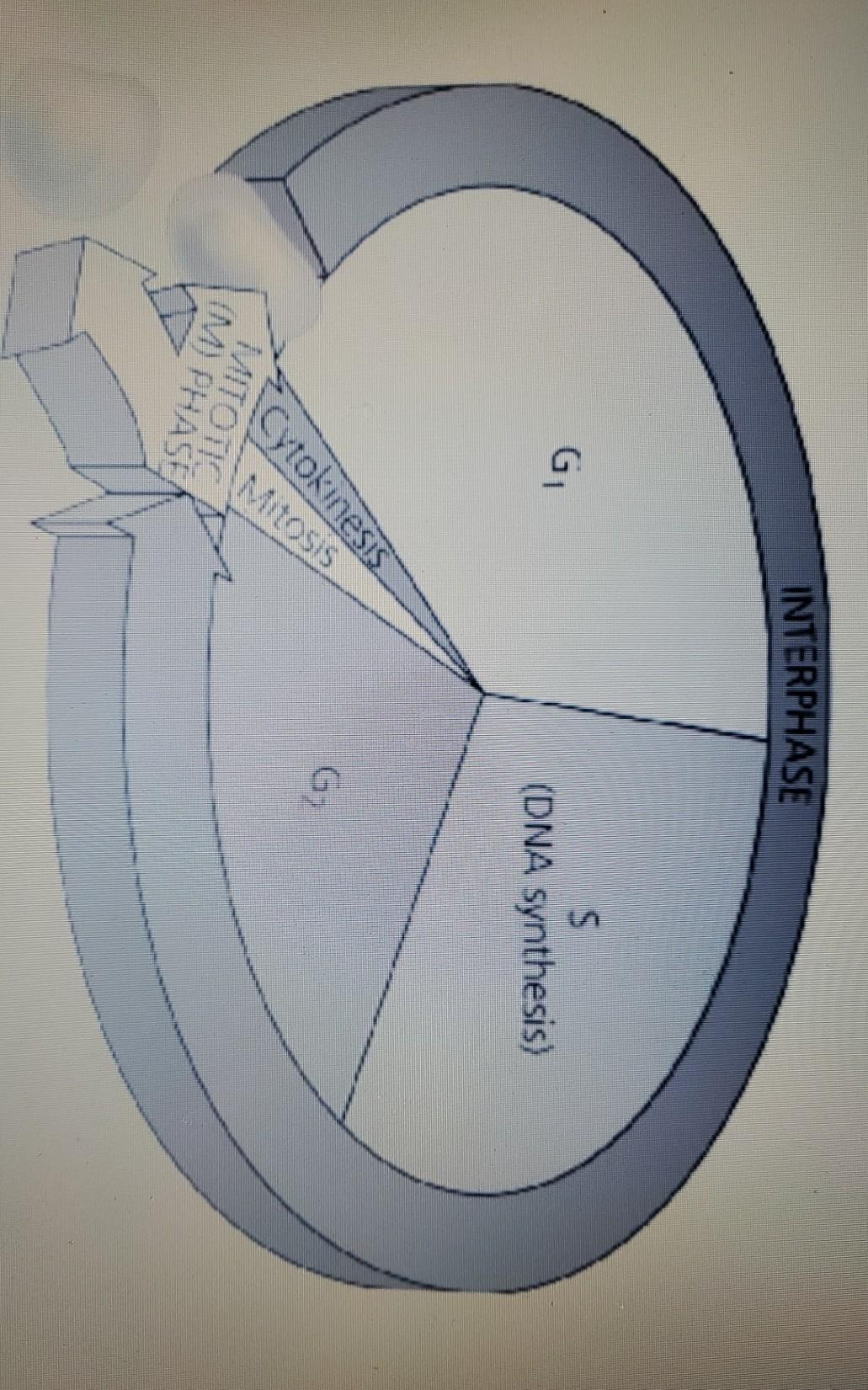 Solved Match the Phase on the diagram above with what occurs | Chegg.com
