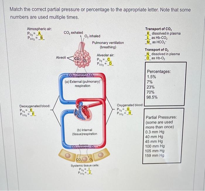Solved Match the correct partial pressure or percentage to | Chegg.com