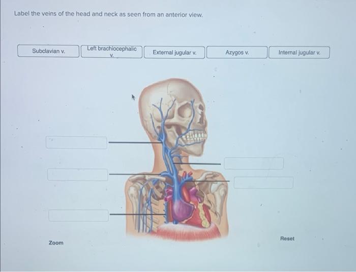 Label the veins of the head and neck as seen from an anterior view.
Subclavian v.
Left brachiocephalic
V.
111
Zoom
External j