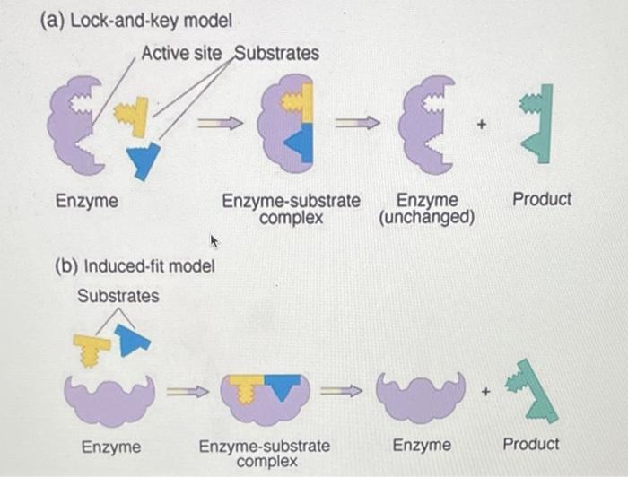 (a) Lock-and-key model
(b) Induced-fit model
Substrates