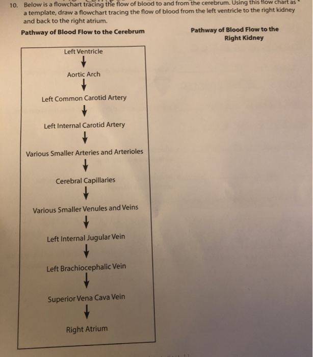 solved-10-below-is-a-flowchart-tracing-the-flow-of-blood-to-chegg