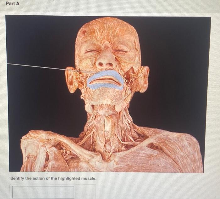 Solved Part A Identify the action of the highlighted muscle