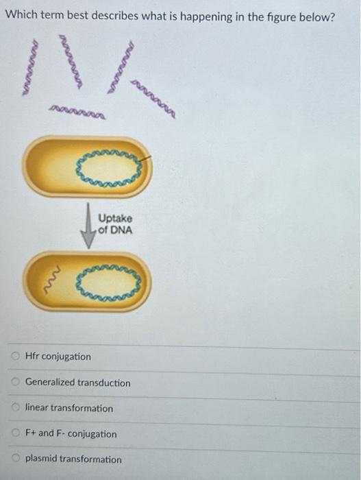 Solved Which term best describes what is happening in the | Chegg.com