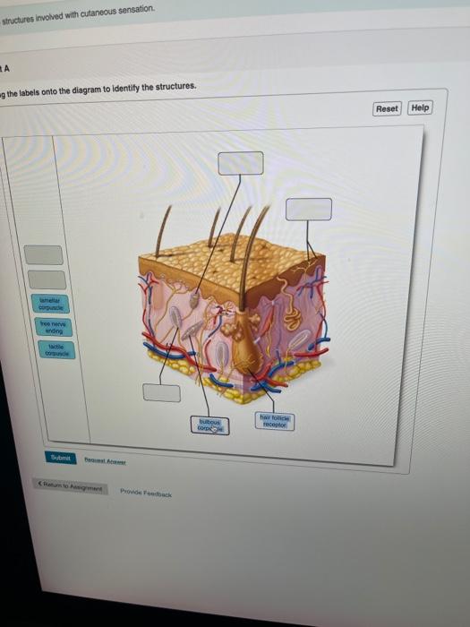 Solved structures involved with cutaneous sensation А g the | Chegg.com