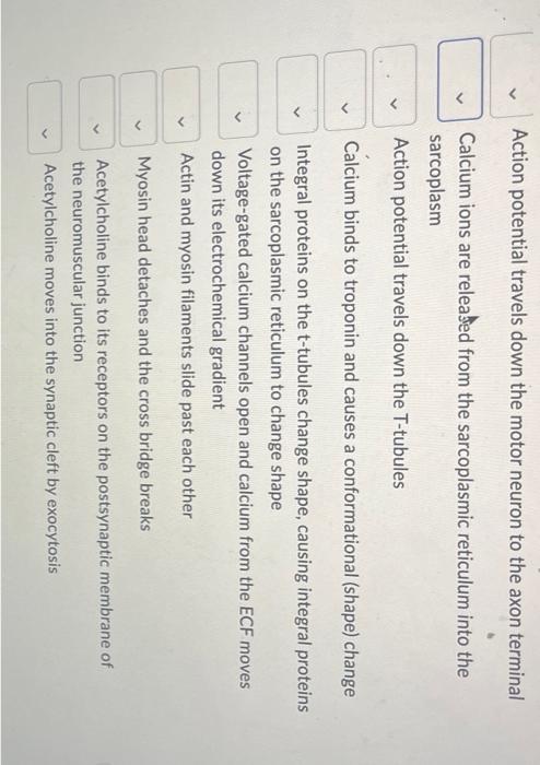 Solved Place the steps of muscle contraction in the correct | Chegg.com