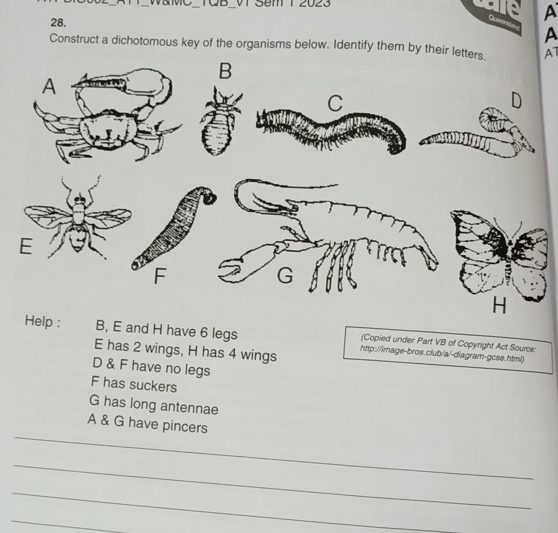 28. Construct a dichotomous key of the organisms | Chegg.com