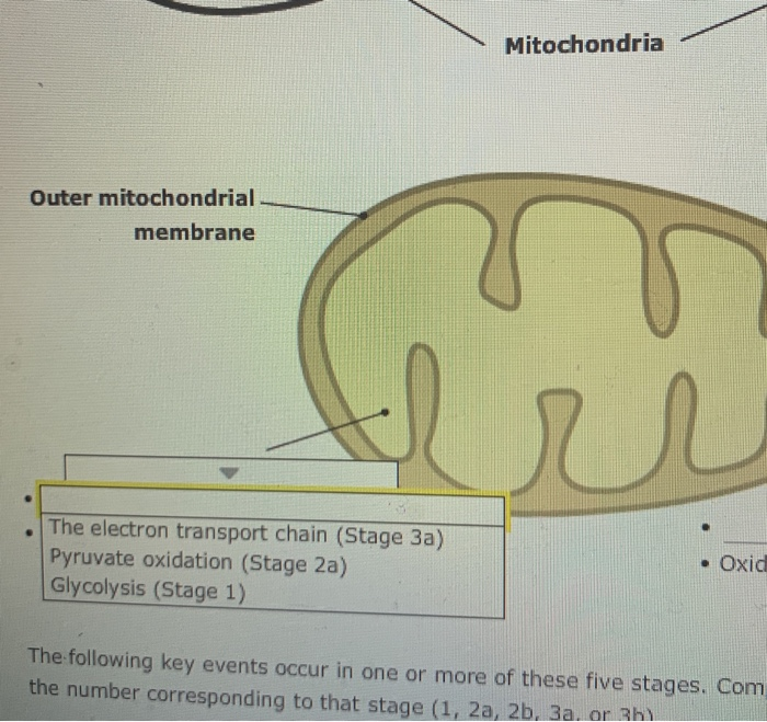 Solved 6. A Summary Of The Stages Of Cellular Respiration Aa 