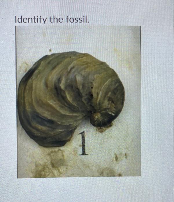 Shell & Fossil Identification