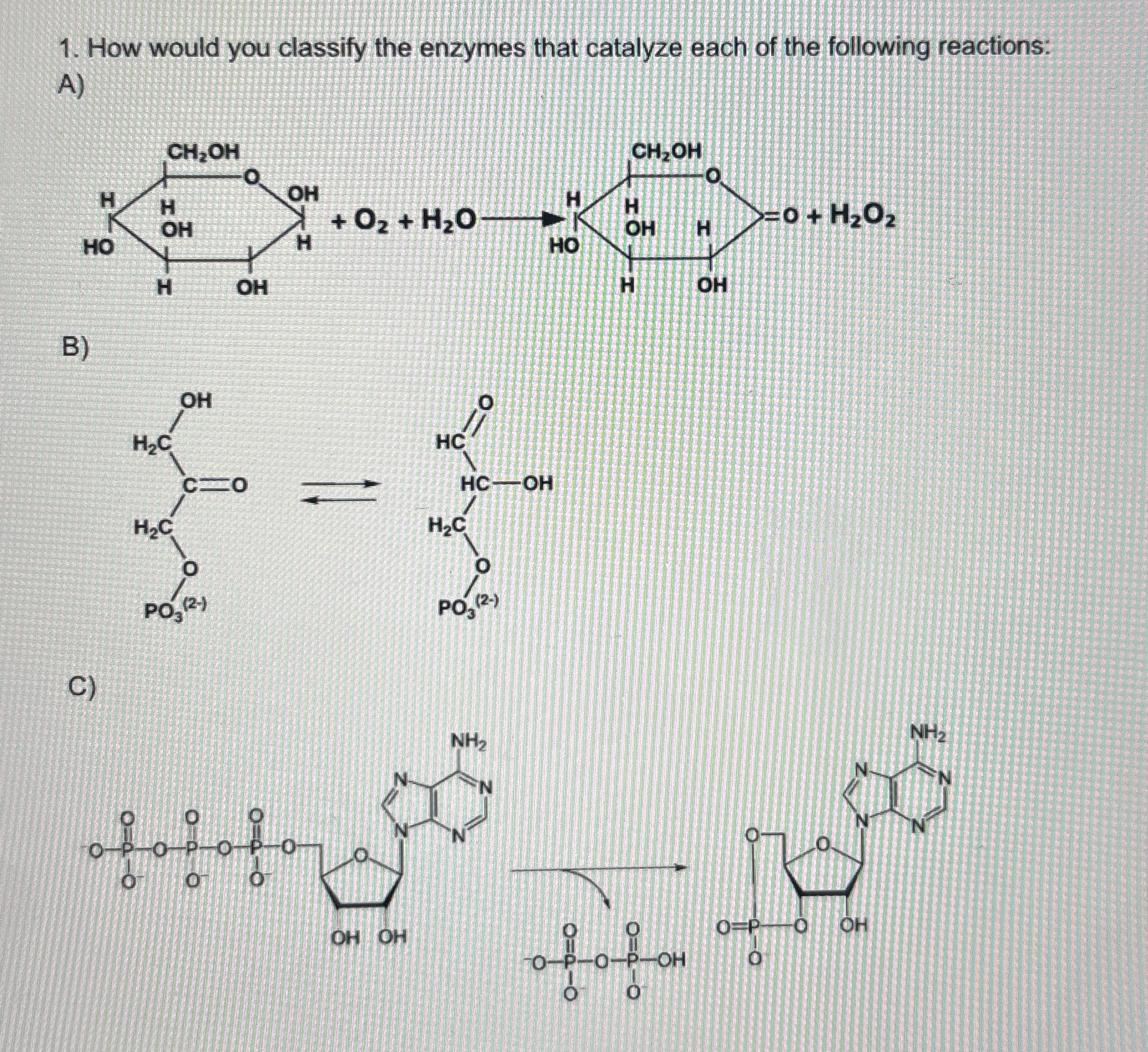 Solved How would you classify the enzymes that catalyze each | Chegg.com