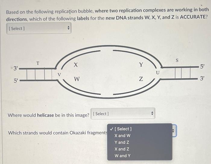 Based on the following replica?ion bubble, where two replication complexes are working in both directions, which of the follo