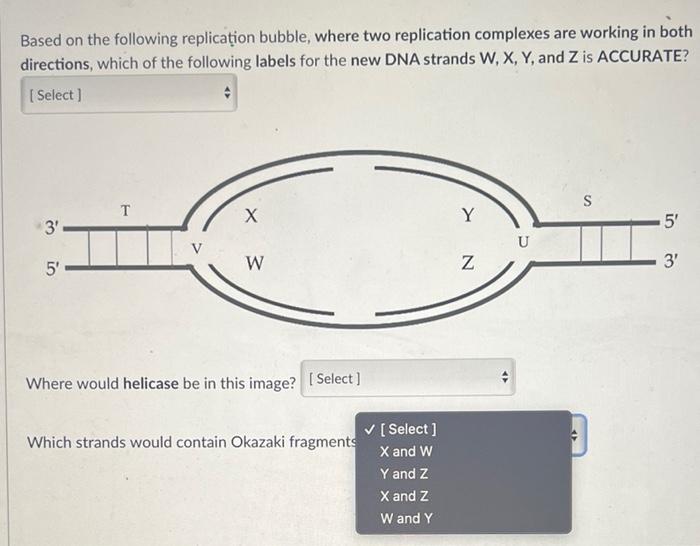 Solved Based On The Following Replication Bubble, Where Two | Chegg.com