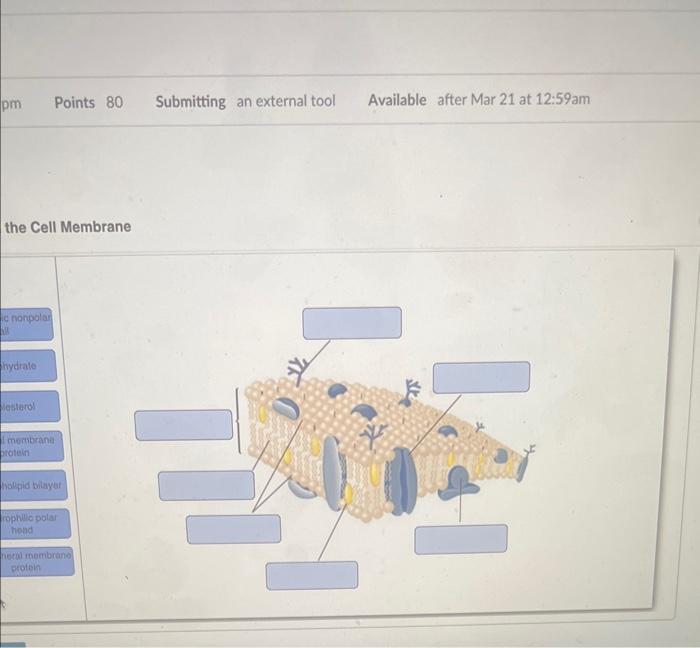 the Cell Membrane | Chegg.com