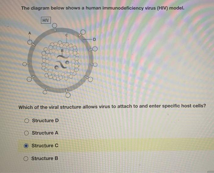 hiv virus model labeled