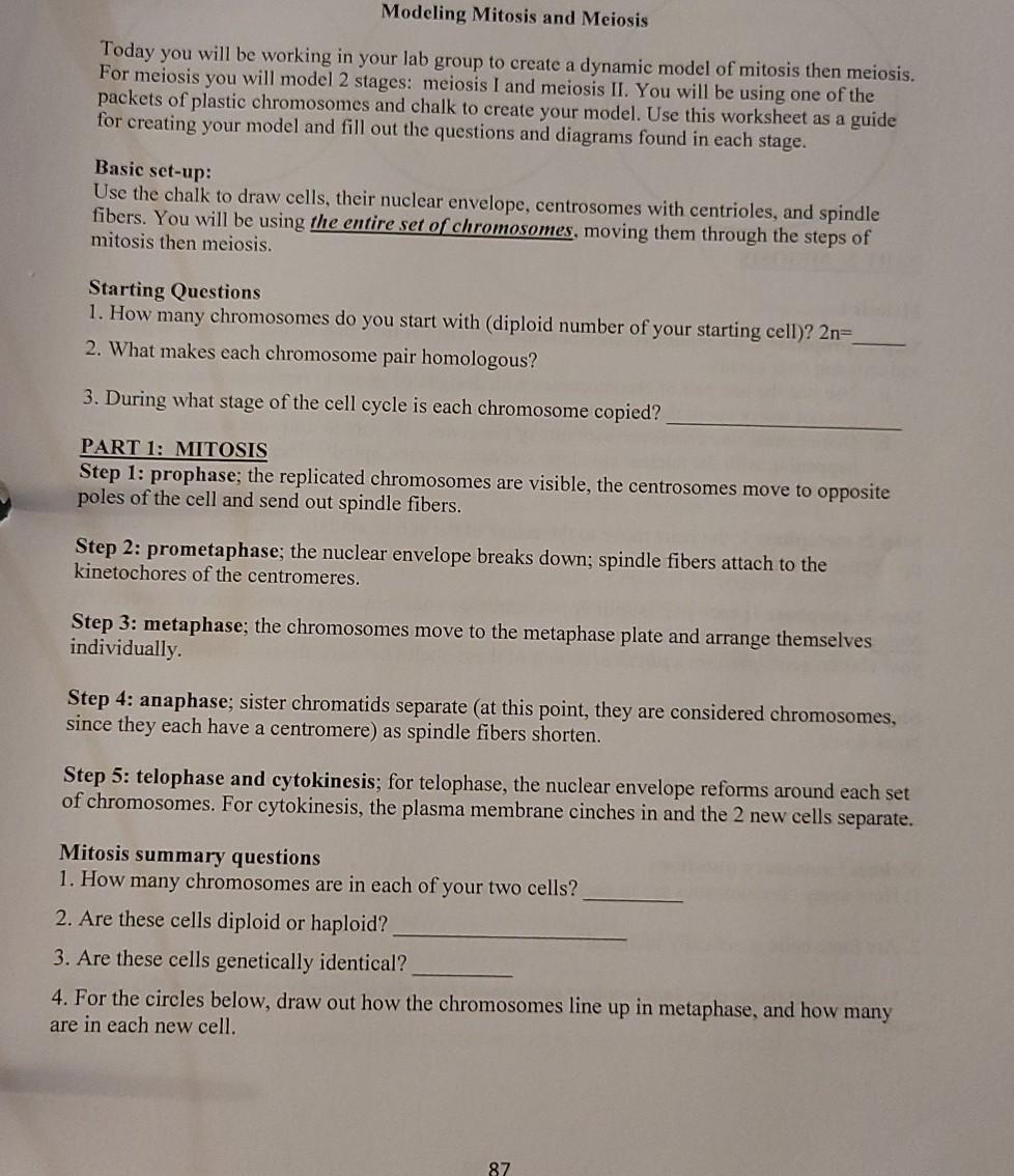 Solved Modeling Mitosis And Meiosis Today You Will Be | Chegg.com