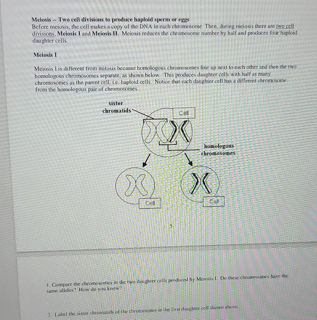 Solved Meiosis - Two cell divisions to produce haploid sperm | Chegg.com