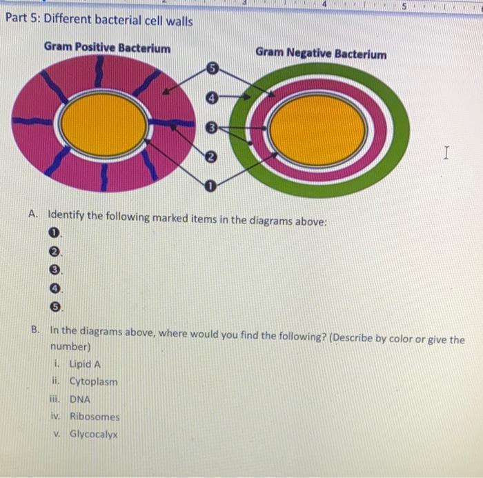 bacterial cell wall diagram