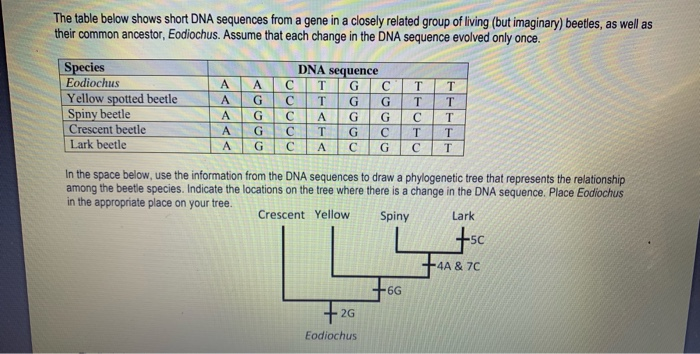 Solved The table below shows short DNA sequences from a gene | Chegg.com