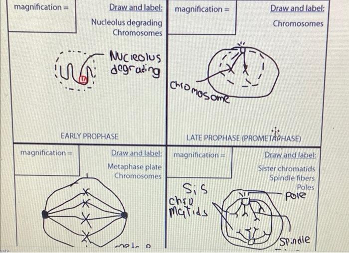 Solved magnification = Draw and label: 1 LS Nucleolus Cell | Chegg.com