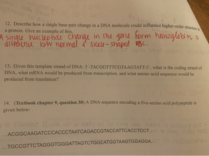 Solved 12 Describe How A Single Base Pair Change In A Dn Chegg Com