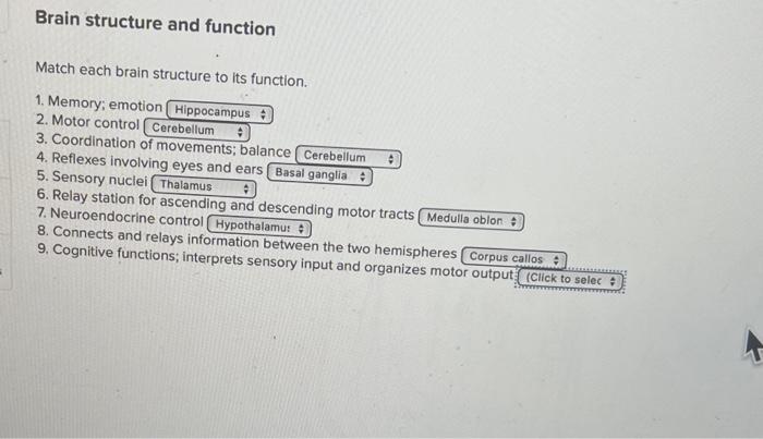 Solved Brain Structure And Function Match Each Brain | Chegg.com