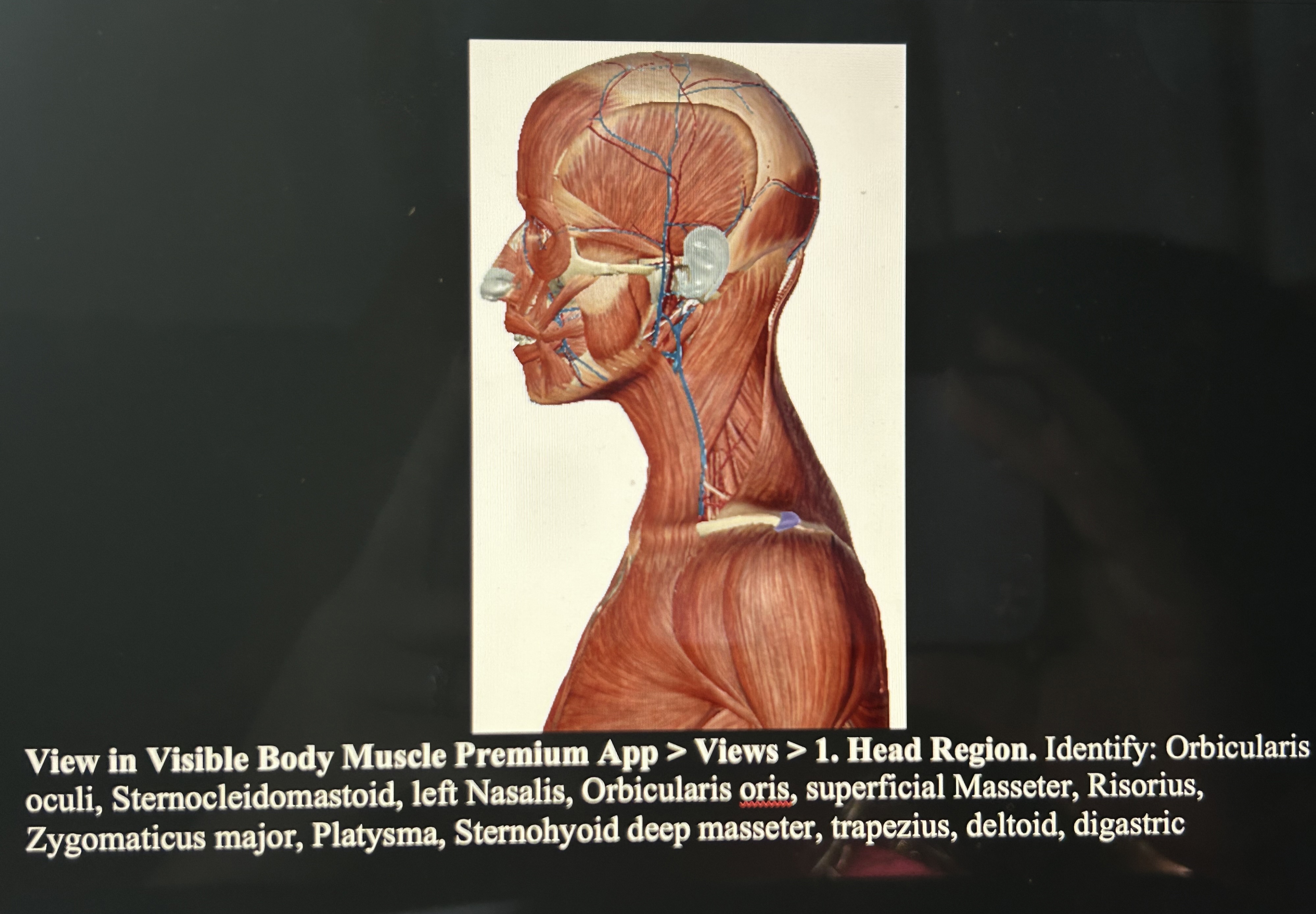 Anatomy of lower facial muscles • Video • MEDtube.net, image size:3997x2777