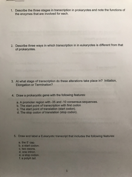 Solved 1. Describe the three stages in transcription in | Chegg.com
