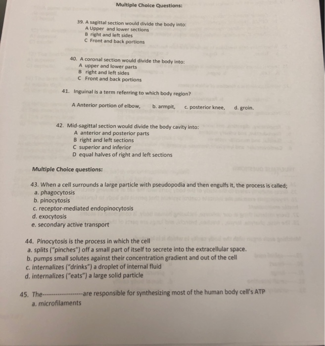 Solved Multiple Choice Questions: 39. A sagittal section | Chegg.com