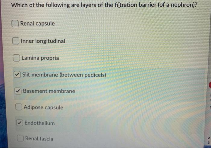 Solved Which of the following are layers of the filtration | Chegg.com