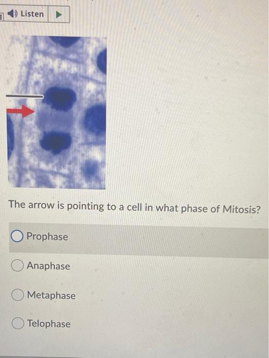 Solved 1) Listen The arrow is pointing to a cell in what | Chegg.com
