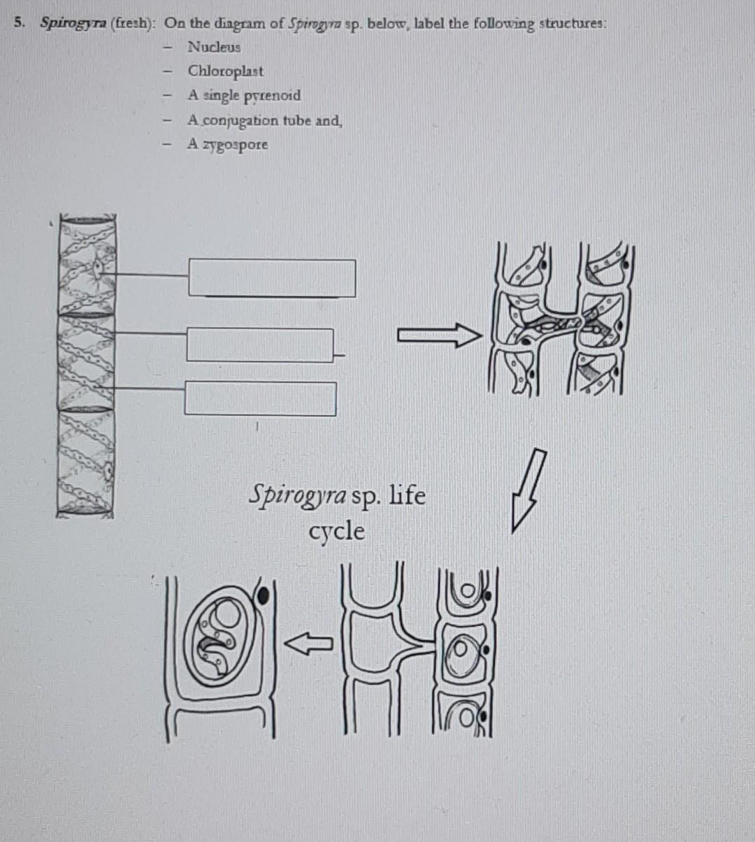 spirogyra life cycle